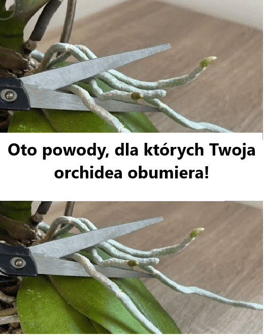Oto_powody__dla_kt_rych_Twoja_orchidea_obumiera_ Oto_powody__dla_kt_rych_Twoja_orchidea_obumiera_