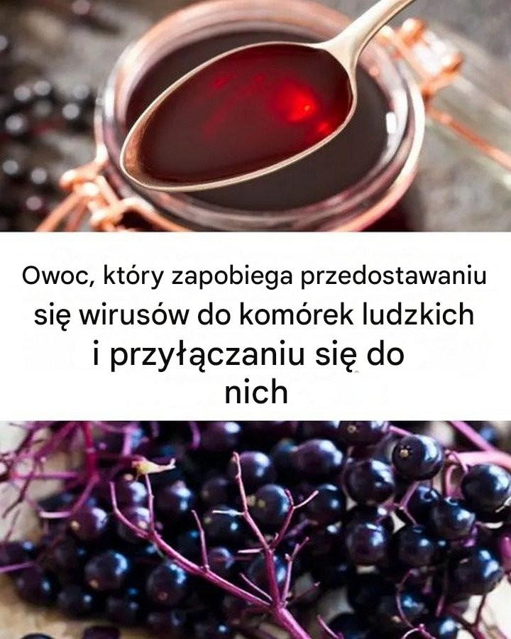 Owoc__kt_ry_zapobiega_przedostawaniu_si__wirus_w_do_kom_rek_ludzkich_i_przy__czaniu_si__do_nich Owoc__kt_ry_zapobiega_przedostawaniu_si__wirus_w_do_kom_rek_ludzkich_i_przy__czaniu_si__do_nich