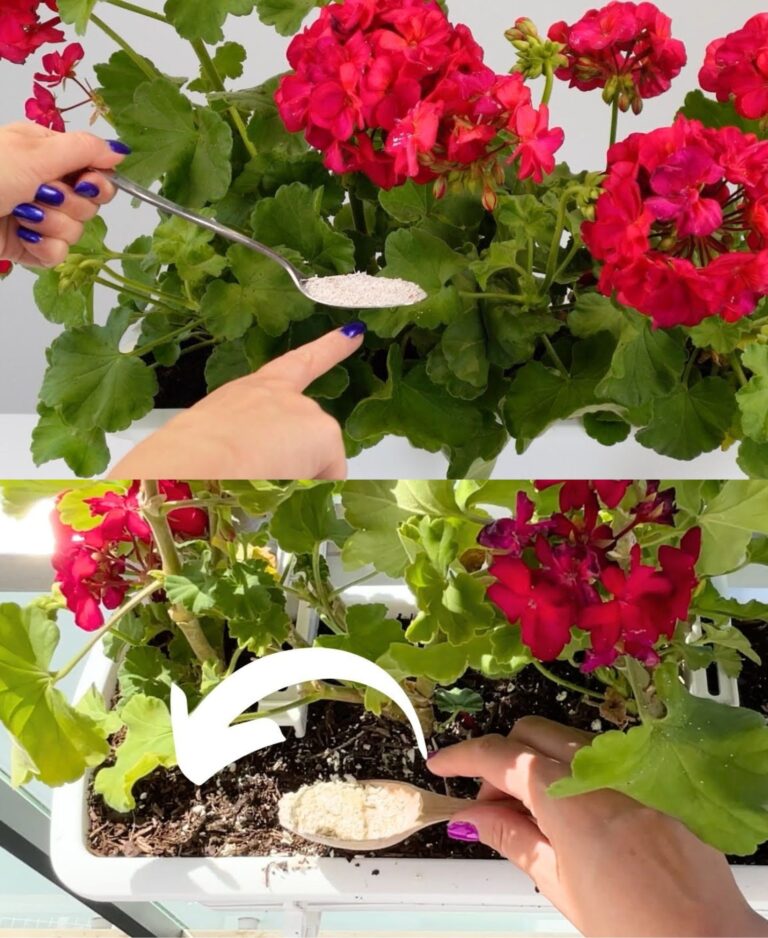 Pelargonie__Nie_Podlewaj_Ich_w_Ten_Spos_b__Bo_Zgnij___Poznaj_Porady_Ogrodnik_w_Dotycz_ce_Pi_knego_Kwitnienia_