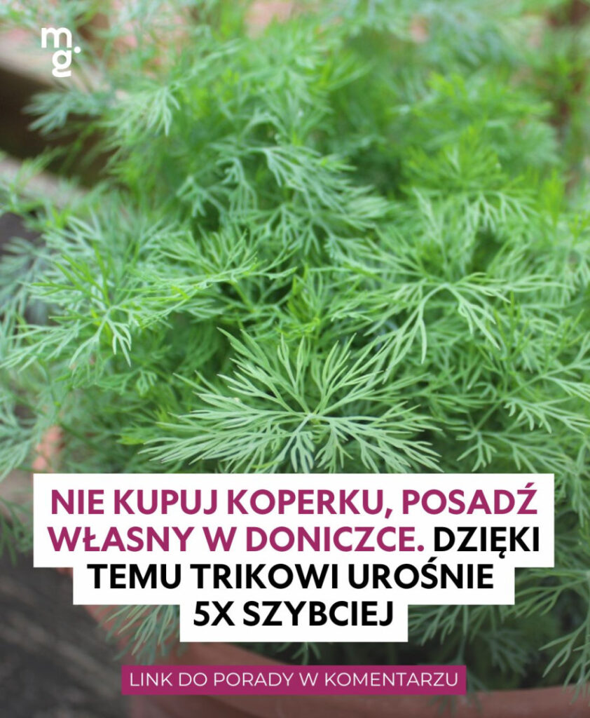 Po_co_wydawa__pieni_dze__jak_mo_na_tak__atwo_go_wyhodowa__-1 Po_co_wydawa__pieni_dze__jak_mo_na_tak__atwo_go_wyhodowa__-1
