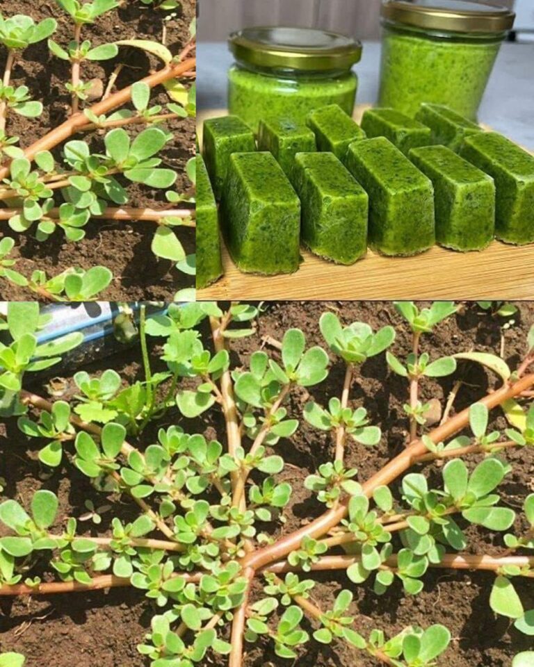 Portulaka__ro_lina_o_wielu_zaletach_i_przepis_na_jej_wykorzystanie