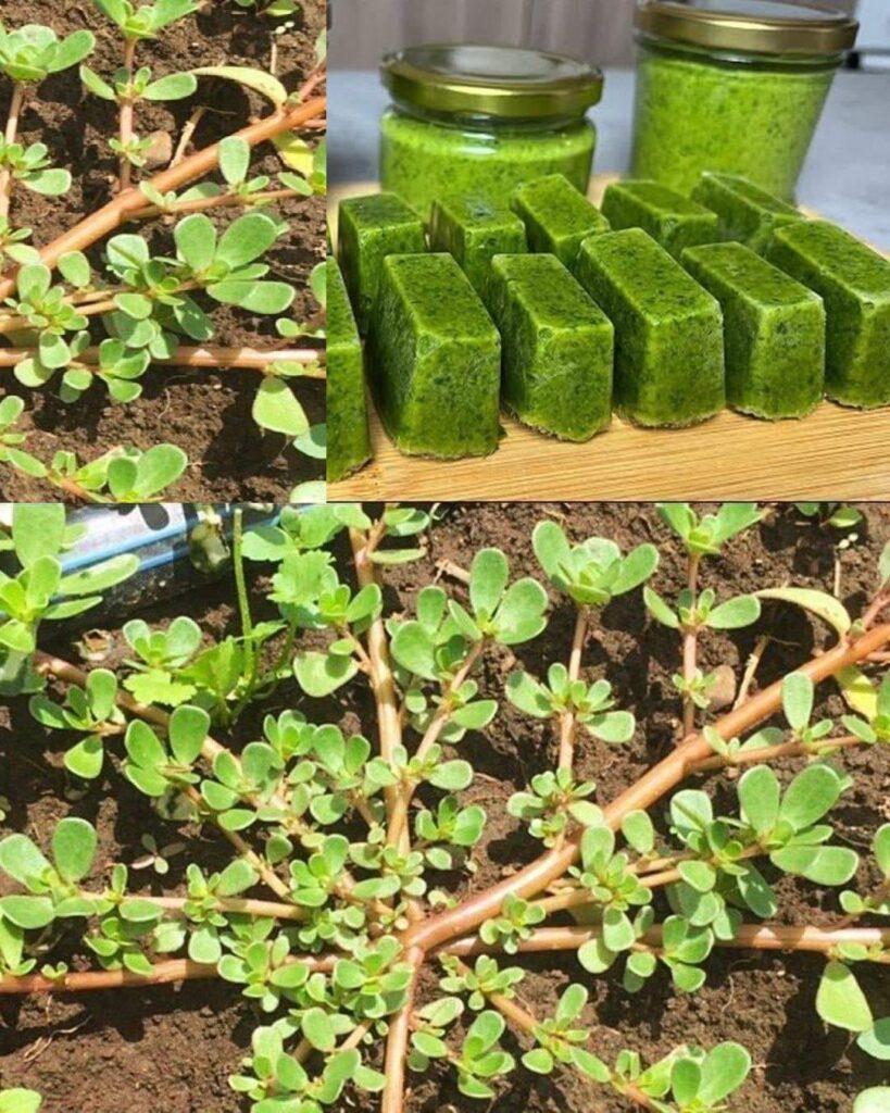 Portulaka__ro_lina_o_wielu_zaletach_i_przepis_na_jej_wykorzystanie Portulaka__ro_lina_o_wielu_zaletach_i_przepis_na_jej_wykorzystanie