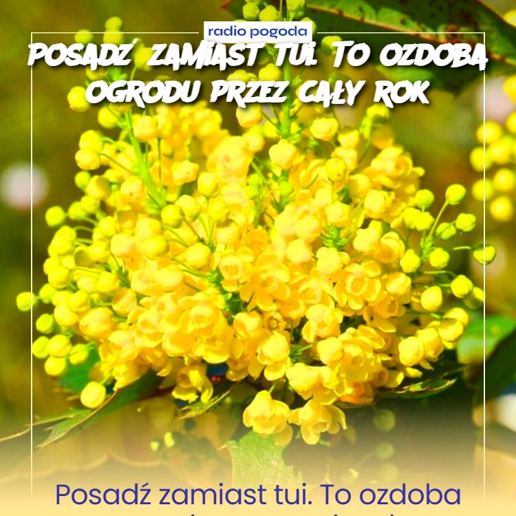 Posad__zamiast_tui__To_ozdoba_ogrodu_przez_ca_y_rok-1 Posad__zamiast_tui__To_ozdoba_ogrodu_przez_ca_y_rok-1
