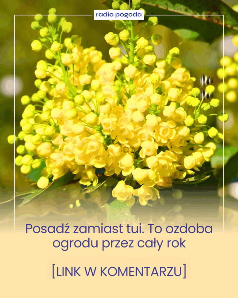 Posad__zamiast_tui__To_ozdoba_ogrodu_przez_ca_y_rok