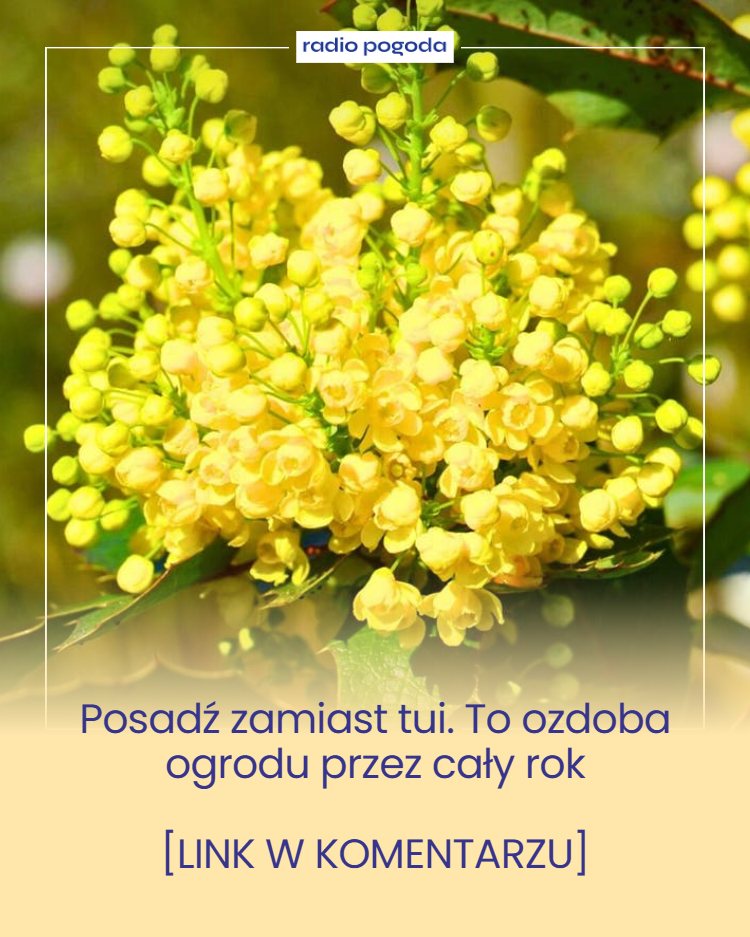 Posad__zamiast_tui__To_ozdoba_ogrodu_przez_ca_y_rok Posad__zamiast_tui__To_ozdoba_ogrodu_przez_ca_y_rok