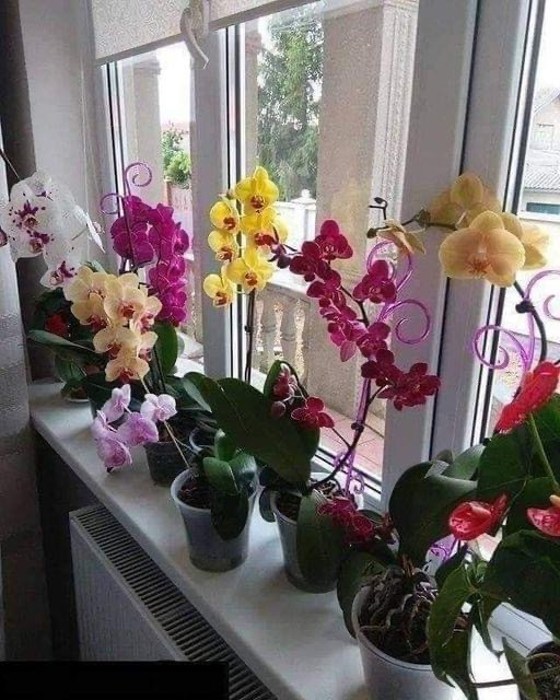 Przekszta___swoj__orchide__w_spektakularn__kolekcj__dzi_ki_prostemu_trikowi_ Przekszta___swoj__orchide__w_spektakularn__kolekcj__dzi_ki_prostemu_trikowi_