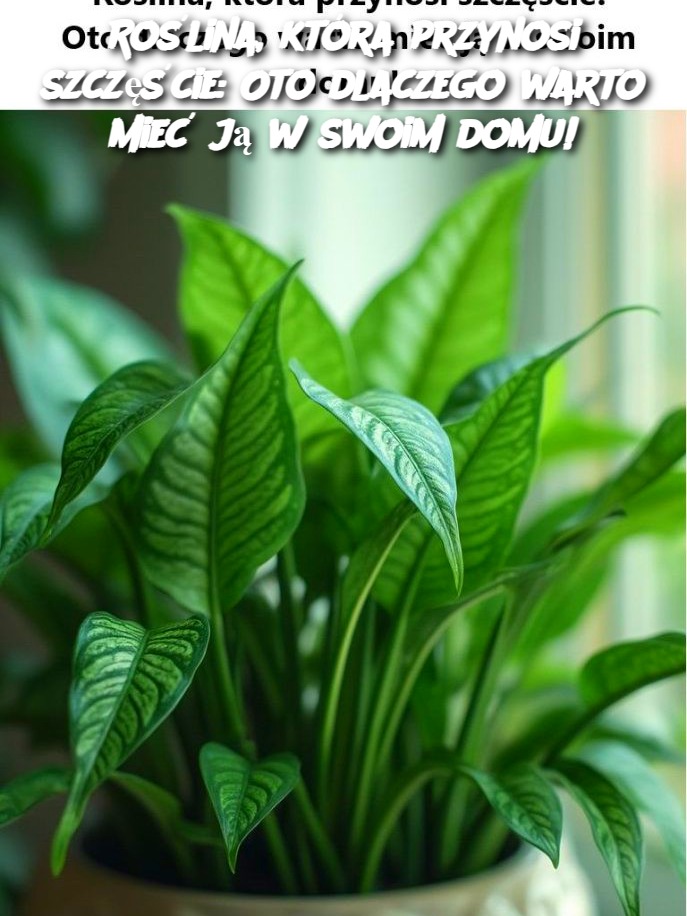 Ro_lina__kt_ra_przynosi_szcz__cie__Oto_dlaczego_warto_mie__j__w_swoim_domu_