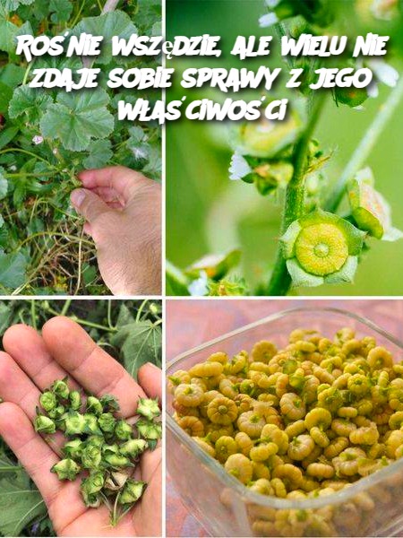 Ro_nie_wsz_dzie__ale_wielu_nie_zdaje_sobie_sprawy_z_jego_w_a_ciwo_ci Ro_nie_wsz_dzie__ale_wielu_nie_zdaje_sobie_sprawy_z_jego_w_a_ciwo_ci