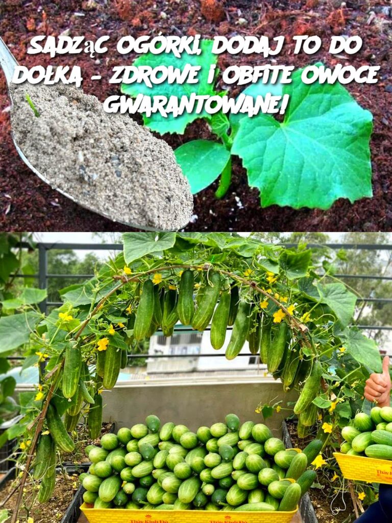 Sadz_c_og_rki__dodaj_to_do_do_ka___zdrowe_i_obfite_owoce_gwarantowane_
