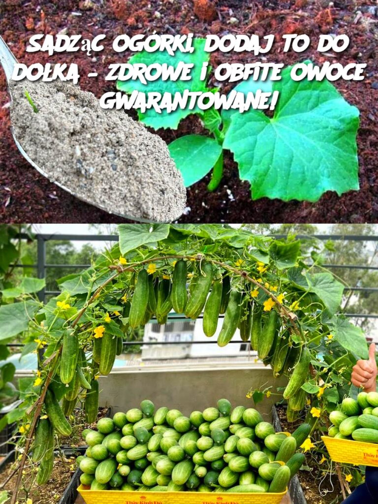 Sadz_c_og_rki__dodaj_to_do_do_ka___zdrowe_i_obfite_owoce_gwarantowane_ Sadz_c_og_rki__dodaj_to_do_do_ka___zdrowe_i_obfite_owoce_gwarantowane_