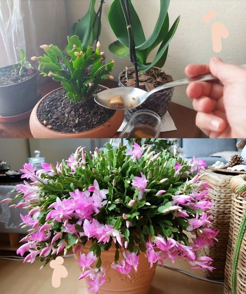 Sekret_W_a_ciciela_Kwiaciarni__Jak_Sprawi___by_Tw_j_Storczyk__Schlumbergera_i_Kaktus_Bo_onarodzeniowy_Kwi_y_Jak_Nigdy_Dot_d Sekret_W_a_ciciela_Kwiaciarni__Jak_Sprawi___by_Tw_j_Storczyk__Schlumbergera_i_Kaktus_Bo_onarodzeniowy_Kwi_y_Jak_Nigdy_Dot_d