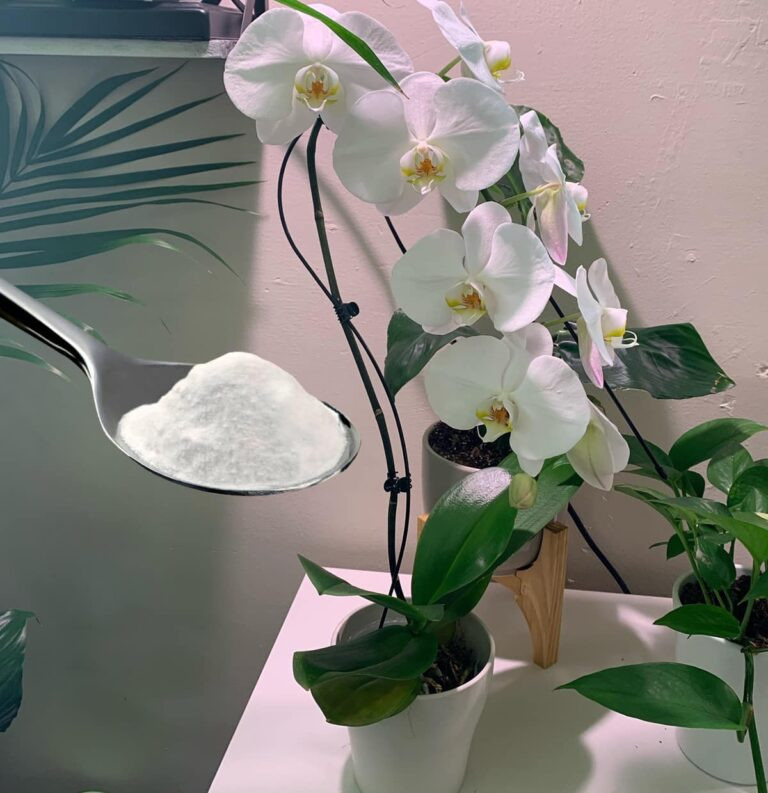 Sekret_floryst_w__dzi_ki_kt_remu_storczyki_kwitn_-1 Sekret_floryst_w__dzi_ki_kt_remu_storczyki_kwitn_-1