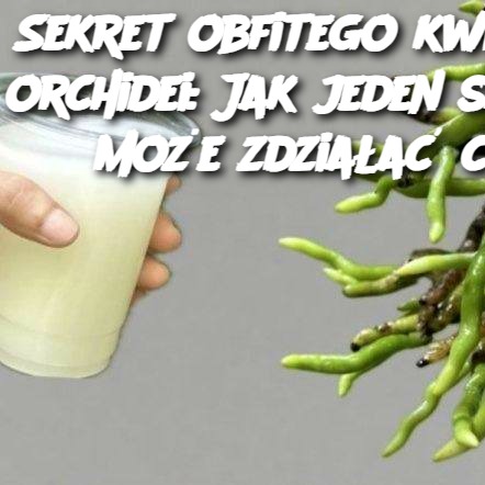 Sekret_obfitego_kwitnienia_orchidei__Jak_jeden_sk_adnik_mo_e_zdzia_a__cuda Sekret_obfitego_kwitnienia_orchidei__Jak_jeden_sk_adnik_mo_e_zdzia_a__cuda