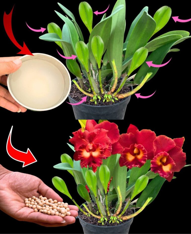 Skorzystaj_z_tej_sztuczki_i_daj_si__zaskoczy___sprawisz___e_ca_y_ogr_d_orchidei_eksploduje