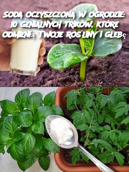 Soda_oczyszczona_w_ogrodzie__10_genialnych_trik_w__kt_re_odmieni__Twoje_ro_liny_i_gleb_ Soda_oczyszczona_w_ogrodzie__10_genialnych_trik_w__kt_re_odmieni__Twoje_ro_liny_i_gleb_