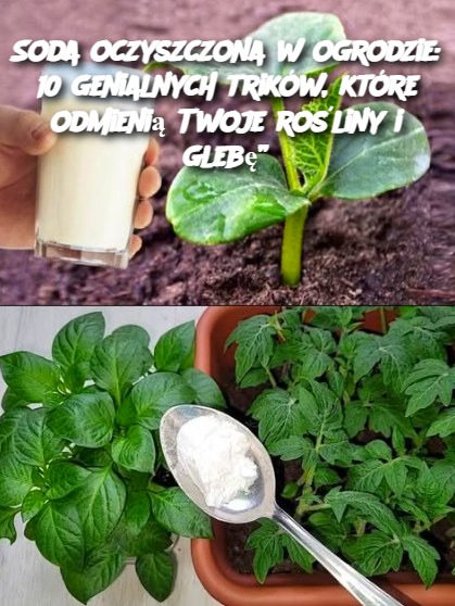 Soda_oczyszczona_w_ogrodzie__10_genialnych_trik_w__kt_re_odmieni__Twoje_ro_liny_i_gleb__ Soda_oczyszczona_w_ogrodzie__10_genialnych_trik_w__kt_re_odmieni__Twoje_ro_liny_i_gleb__