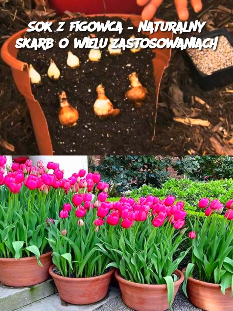 Sok_z_figowca___naturalny_skarb_o_wielu_zastosowaniach Sok_z_figowca___naturalny_skarb_o_wielu_zastosowaniach
