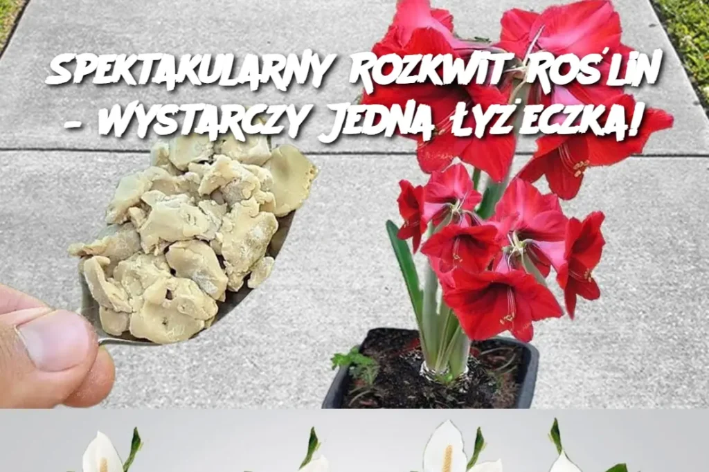 Spektakularny_Rozkwit_Ro_lin___Wystarczy_Jedna__y_eczka_ Spektakularny_Rozkwit_Ro_lin___Wystarczy_Jedna__y_eczka_
