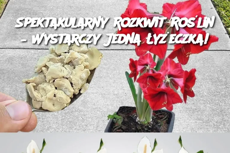Spektakularny_Rozkwit_Ro_lin___Wystarczy_Jedna__y_eczka_