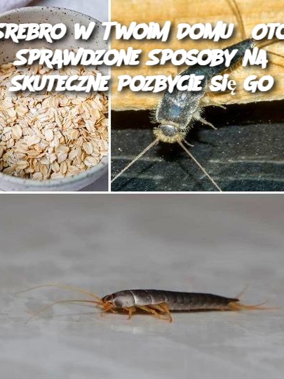 Srebro_w_Twoim_Domu__Oto_Sprawdzone_Sposoby_na_Skuteczne_Pozbycie_si__Go-1 Srebro_w_Twoim_Domu__Oto_Sprawdzone_Sposoby_na_Skuteczne_Pozbycie_si__Go-1