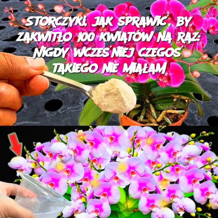 Storczyki__jak_sprawi___by_zakwit_o_100_kwiat_w_na_raz__Nigdy_wcze_niej_czego__takiego_nie_mia_am