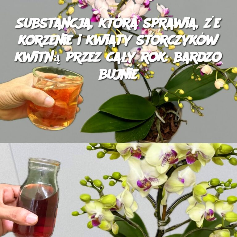 Substancja__kt_ra_sprawia___e___korzenie_i_kwiaty_storczyk_w_kwitn__przez_ca_y_rok__bardzo_bujnie