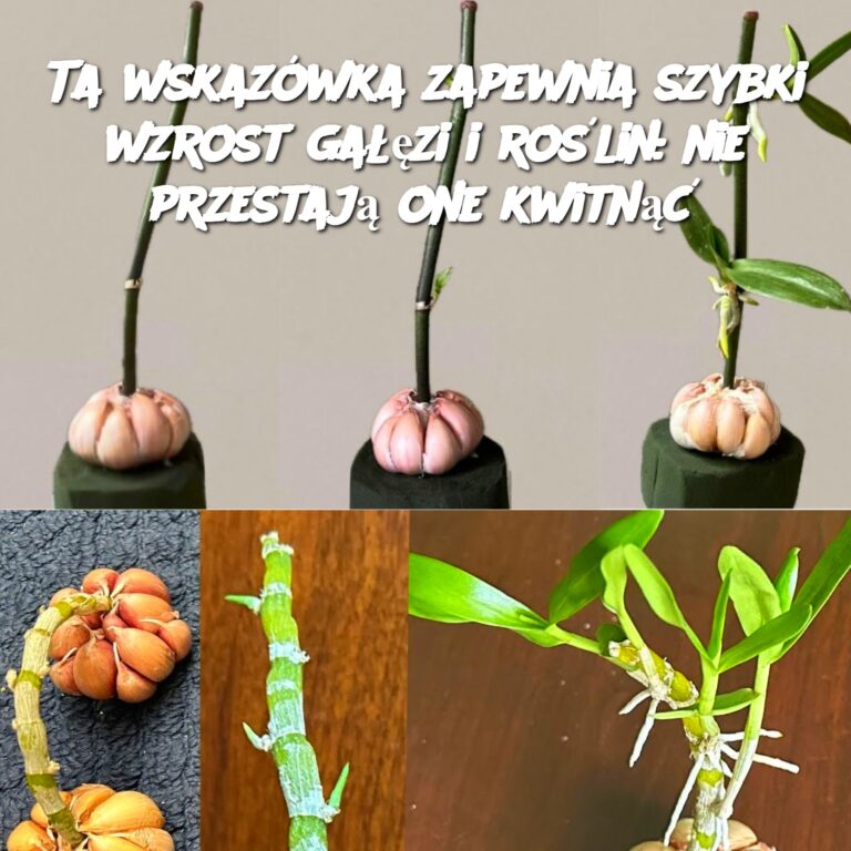 Ta_wskaz_wka_zapewnia_szybki_wzrost_ga__zi_i_ro_lin__nie_przestaj__one_kwitn__