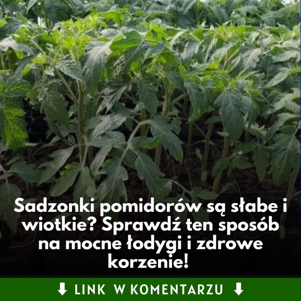 Ten_trik_sprawi___e_sadzonki_pomidor_w_b_d__ros_y_jak_szalone__Sprawd___jak_je_podlewa___by_mia_y_mocne__odygi_i_zdrowe_korzenie-1 Ten_trik_sprawi___e_sadzonki_pomidor_w_b_d__ros_y_jak_szalone__Sprawd___jak_je_podlewa___by_mia_y_mocne__odygi_i_zdrowe_korzenie-1