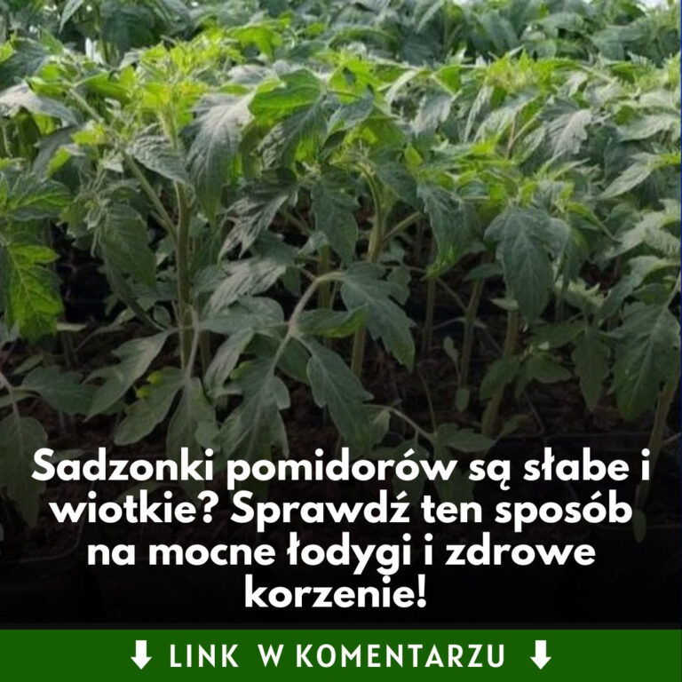 Ten_trik_sprawi___e_sadzonki_pomidor_w_b_d__ros_y_jak_szalone__Sprawd___jak_je_podlewa___by_mia_y_mocne__odygi_i_zdrowe_korzenie-1