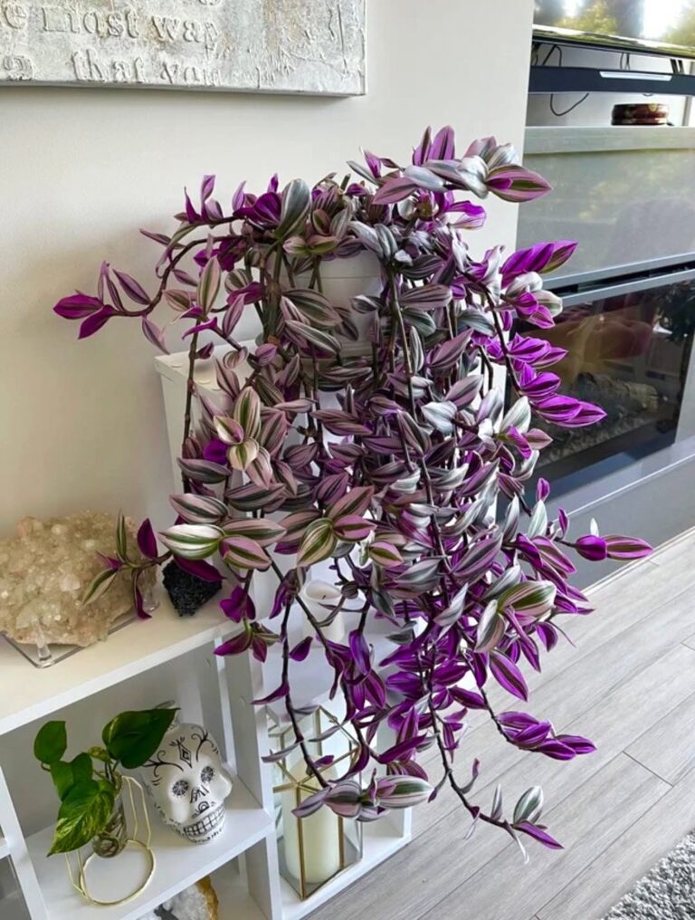 Tradescantia___idealna_ro_lina_dla_pocz_tkuj_cych_i_zapominalskich_ogrodnik_w