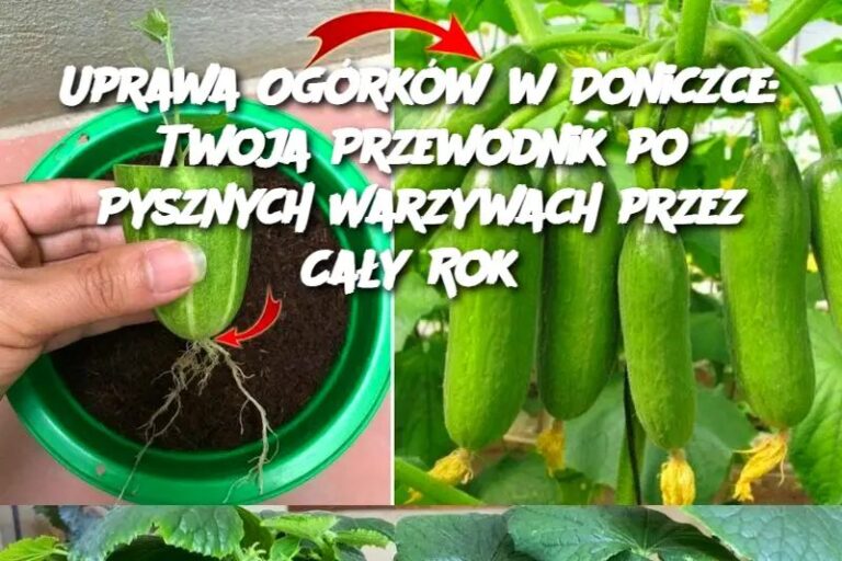 Uprawa_Og_rk_w_w_Doniczce__Twoja_Przewodnik_po_Pysznych_Warzywach_przez_Ca_y_Rok