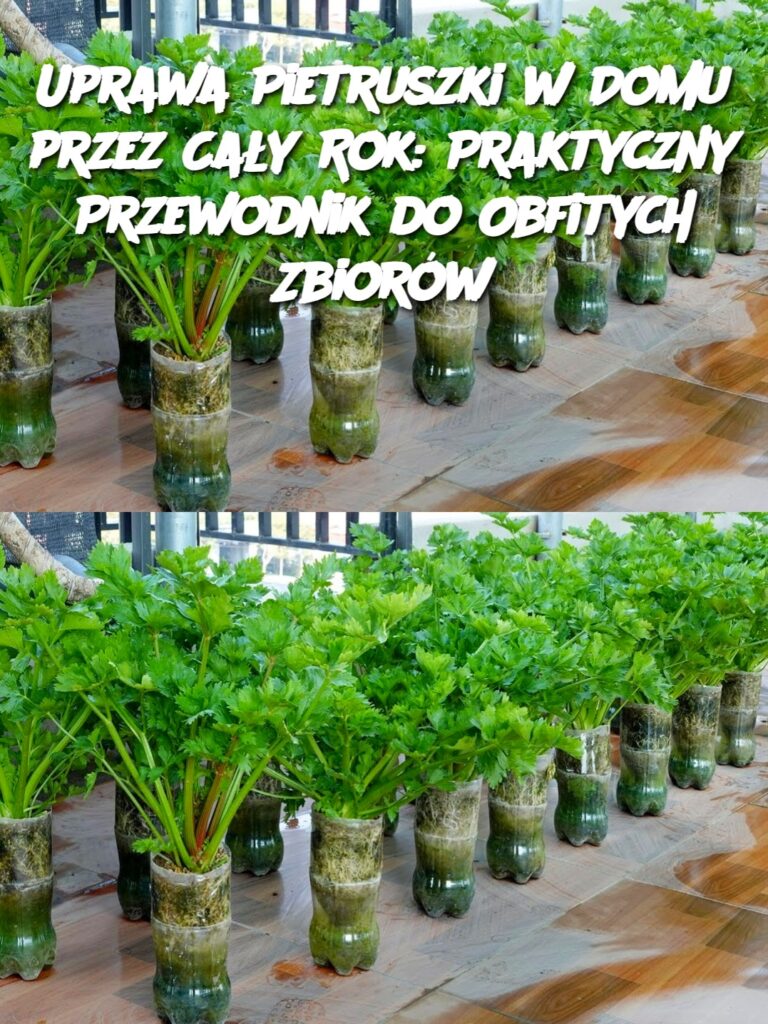 Uprawa_Pietruszki_w_Domu_przez_Ca_y_Rok__Praktyczny_Przewodnik_do_Obfitych_Zbior_w Uprawa_Pietruszki_w_Domu_przez_Ca_y_Rok__Praktyczny_Przewodnik_do_Obfitych_Zbior_w