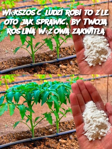 Wi_kszo___ludzi_robi_to__le__Oto_jak_sprawi___by_Twoja_ro_lina_w__owa_zakwit_a-2 Wi_kszo___ludzi_robi_to__le__Oto_jak_sprawi___by_Twoja_ro_lina_w__owa_zakwit_a-2