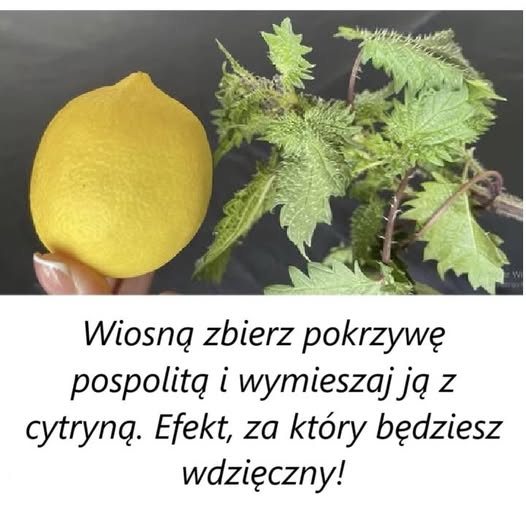 Wiosn__zbierz_pokrzyw__pospolit__i_wymieszaj_j__z_cytryn___Efekt__za_kt_ry_b_dziesz_wdzi_czny_ Wiosn__zbierz_pokrzyw__pospolit__i_wymieszaj_j__z_cytryn___Efekt__za_kt_ry_b_dziesz_wdzi_czny_