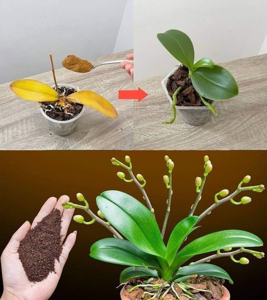 Wystarczy_jedna__y_eczka__a_nagle_orchidea_w_cudowny_spos_b_rozkwitnie_wieloma_kwiatami_-1 Wystarczy_jedna__y_eczka__a_nagle_orchidea_w_cudowny_spos_b_rozkwitnie_wieloma_kwiatami_-1