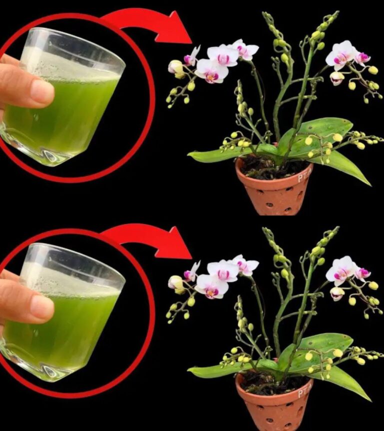 Wystarczy_ta_szklanka__a_orchidea_b_dzie_kwit_a_nieprzerwanie_przez_4_sezony-1