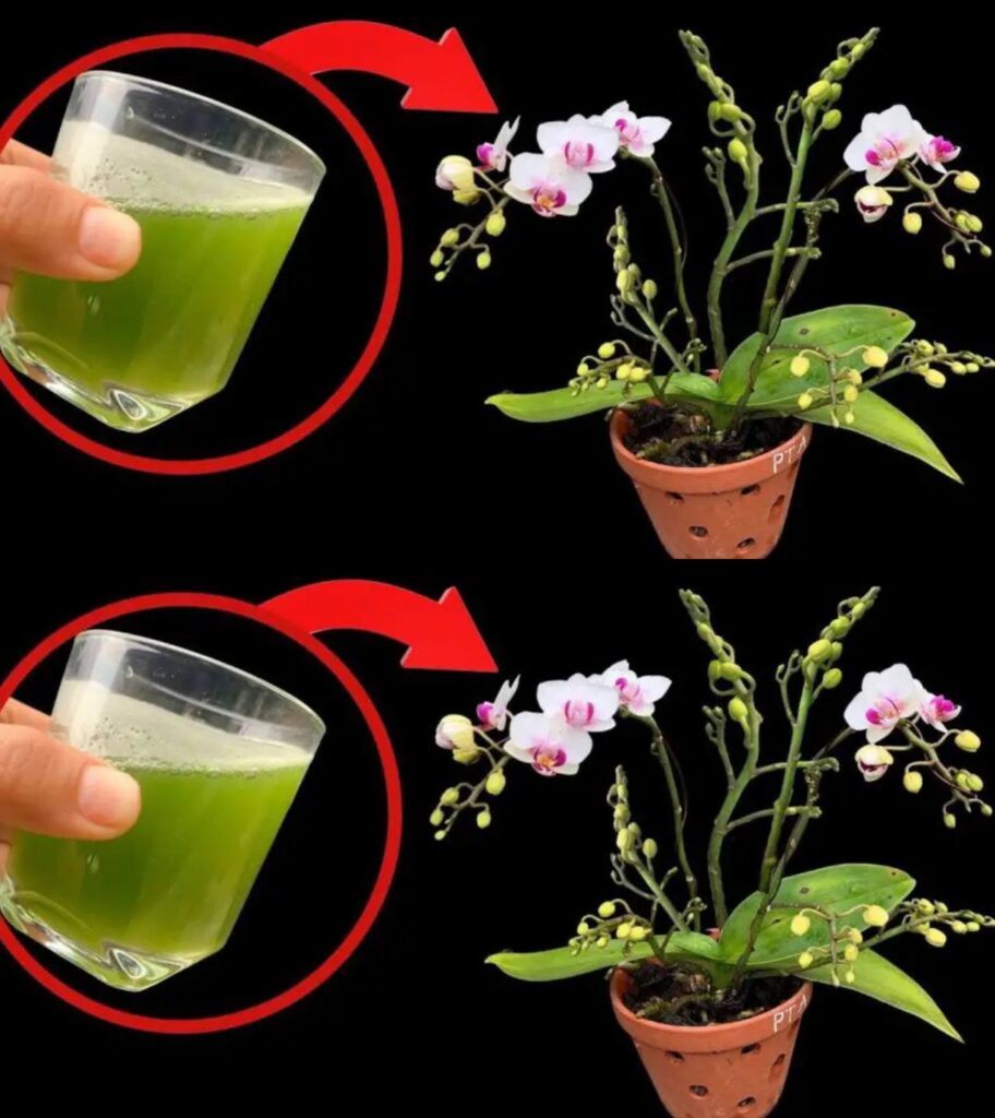 Wystarczy_ta_szklanka__a_orchidea_b_dzie_kwit_a_nieprzerwanie_przez_4_sezony-1 Wystarczy_ta_szklanka__a_orchidea_b_dzie_kwit_a_nieprzerwanie_przez_4_sezony-1