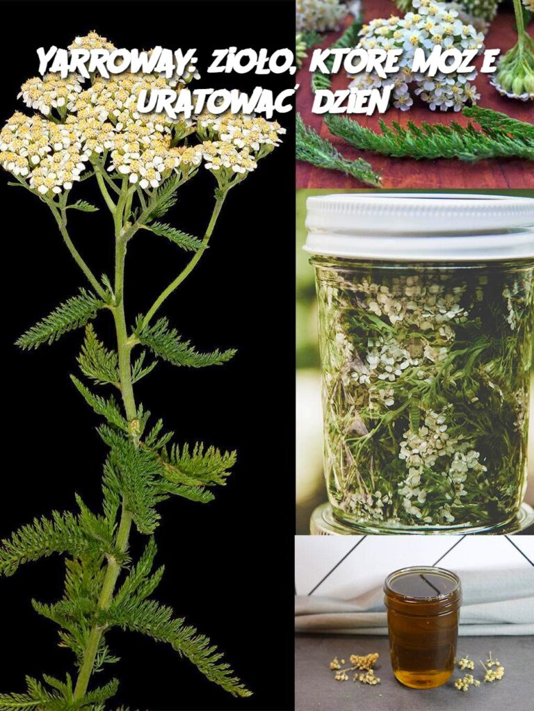 Yarroway__zio_o__kt_re_mo_e_uratowa__dzie_-1