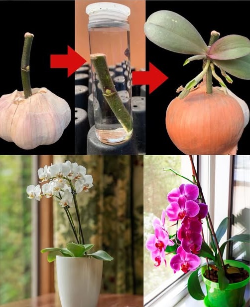 ZROBIJ_TO_TERAZ_I_ZOBACZ__JAK_TWOJA_ORCHIDEA ZROBIJ_TO_TERAZ_I_ZOBACZ__JAK_TWOJA_ORCHIDEA