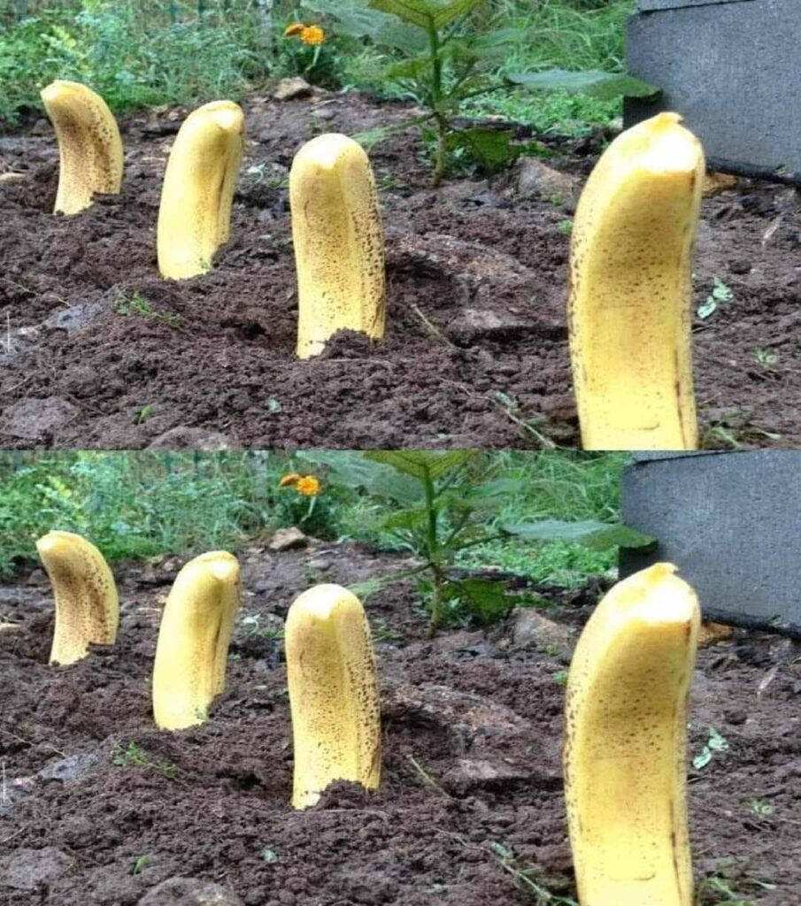 Zakop_banana_w_ziemi___Niezwyk_y_spos_b_na_naturalny_efekt_w_7_dni__ Zakop_banana_w_ziemi___Niezwyk_y_spos_b_na_naturalny_efekt_w_7_dni__