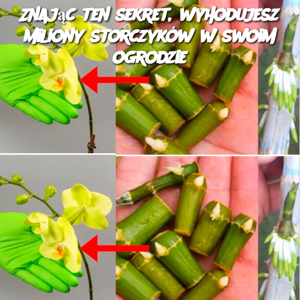 Znaj_c_ten_sekret__wyhodujesz_miliony_storczyk_w_w_swoim_ogrodzie Znaj_c_ten_sekret__wyhodujesz_miliony_storczyk_w_w_swoim_ogrodzie