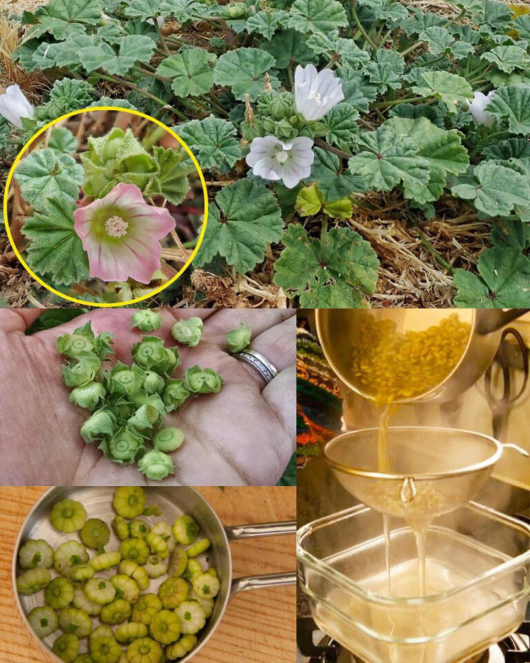 agodne_olbrzymy__Malva_Neglecta_i_Malva_Sylvestris_w_tradycyjnych_i_nowoczesnych_praktykach_wellness