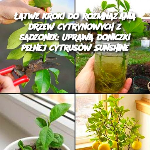 atwe_kroki_do_rozmna_ania_drzew_cytrynowych_z_sadzonek__Uprawa_doniczki_pe_nej_cytrus_w_Sunshine atwe_kroki_do_rozmna_ania_drzew_cytrynowych_z_sadzonek__Uprawa_doniczki_pe_nej_cytrus_w_Sunshine