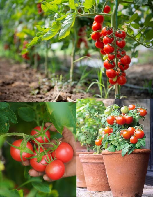 11_naturalnych_wskaz_wek_dla_silnych_i_produktywnych_ro_lin_pomidor_w 11_naturalnych_wskaz_wek_dla_silnych_i_produktywnych_ro_lin_pomidor_w