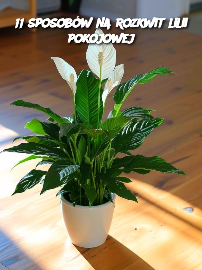 11_sposob_w_na_rozkwit_lilii_pokojowej 11_sposob_w_na_rozkwit_lilii_pokojowej