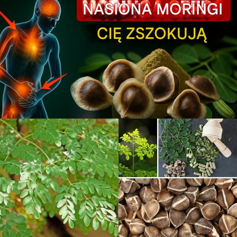 12_korzy_ci_z_nasion_moringi__o_kt_rych_nigdy_nie_us_yszysz_od_lekarza__ale_powiniene__je_zna__