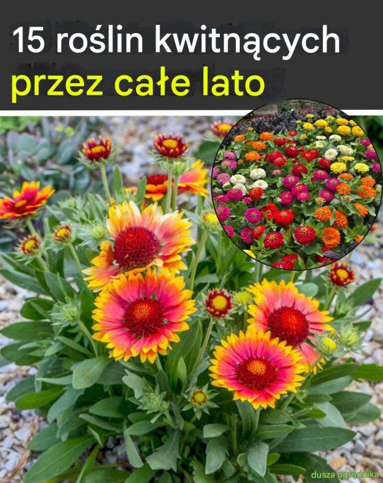 15_ro_lin_kwitn_cych_przez_ca_e_lato
