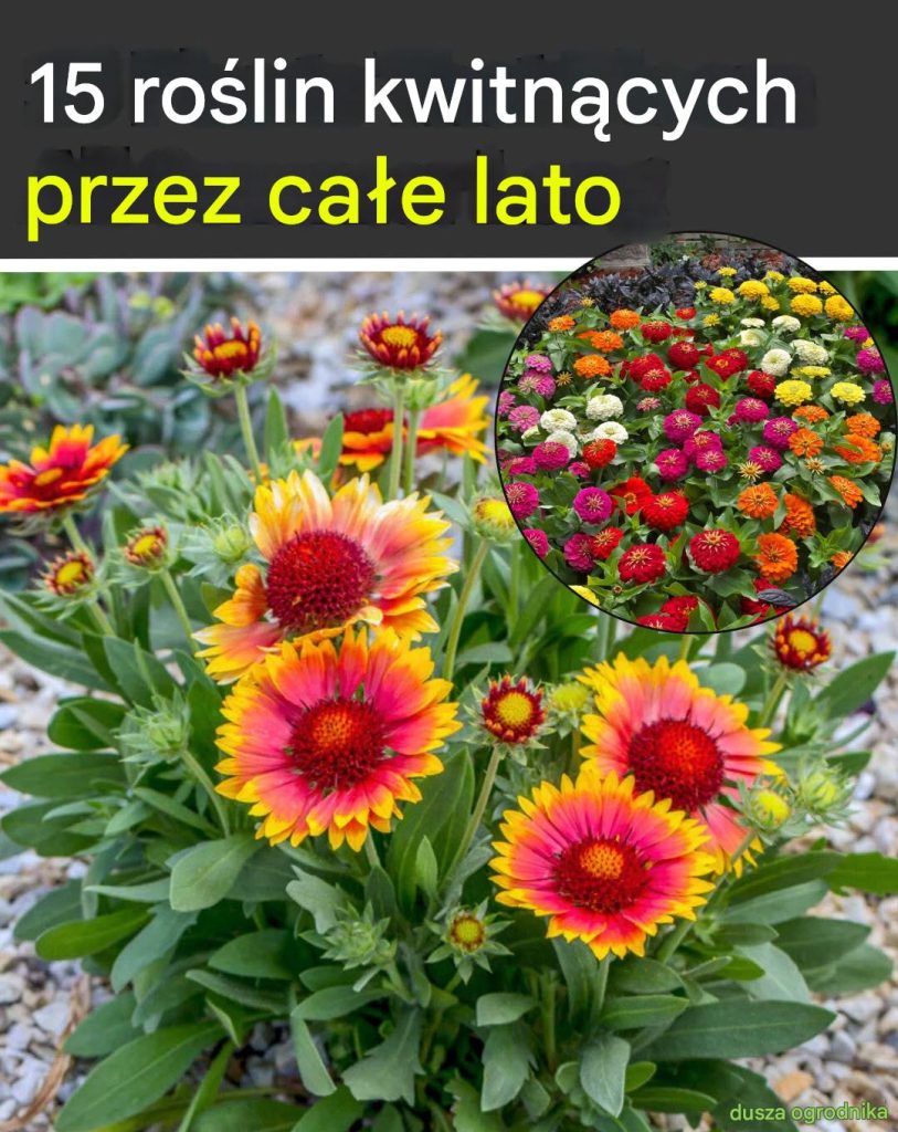 15_ro_lin_kwitn_cych_przez_ca_e_lato 15_ro_lin_kwitn_cych_przez_ca_e_lato