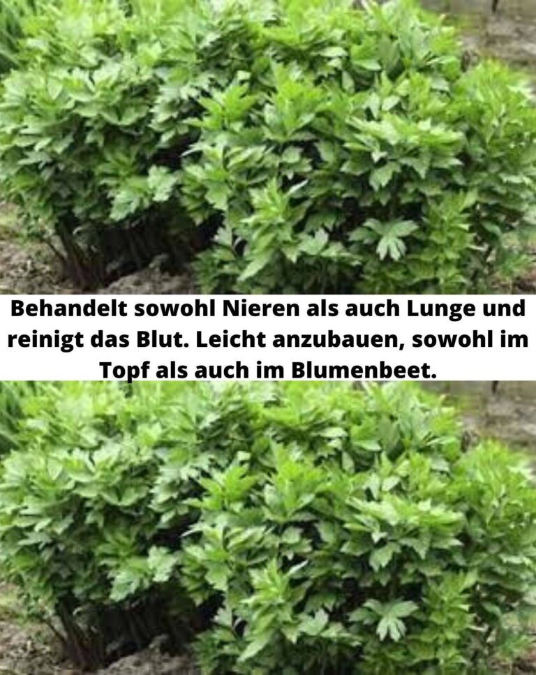 Behandelt_sowohl_die_Nieren_als_auch_die_Lunge_und_reinigt_das_Blut__Leicht_aufzubauen__sowohl_im_Topf_als_auch_im_Blumenbeet_