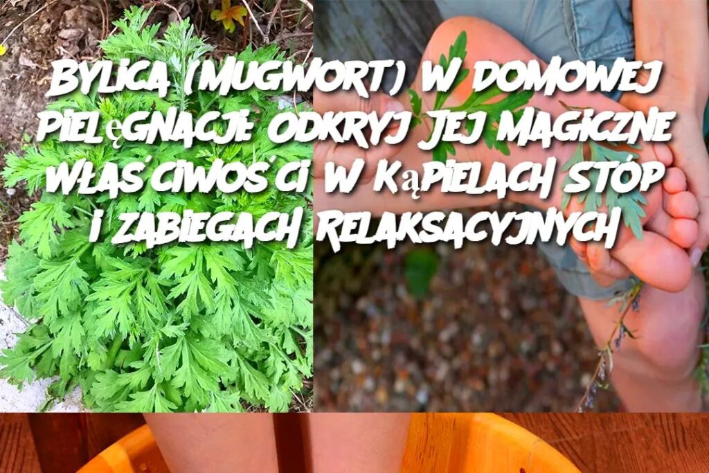 Bylica__Mugwort__w_Domowej_Piel_gnacji__Odkryj_Jej_Magiczne_W_a_ciwo_ci_w_K_pielach_St_p_i_Zabiegach_Relaksacyjnych Bylica__Mugwort__w_Domowej_Piel_gnacji__Odkryj_Jej_Magiczne_W_a_ciwo_ci_w_K_pielach_St_p_i_Zabiegach_Relaksacyjnych